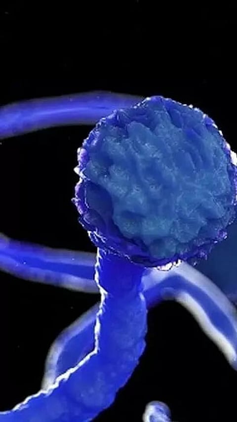 WHAT IS BLACK FUNGUS