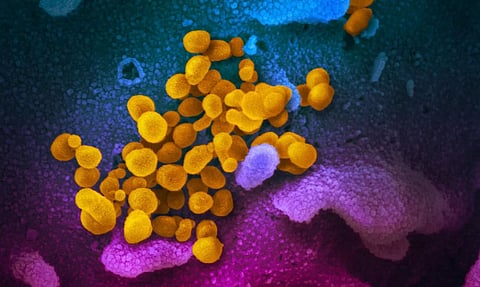 What is Yellow Fungus? All You Need to Know