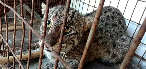 Depleting Forests of Barak Valley Force Endangered Species to Escape