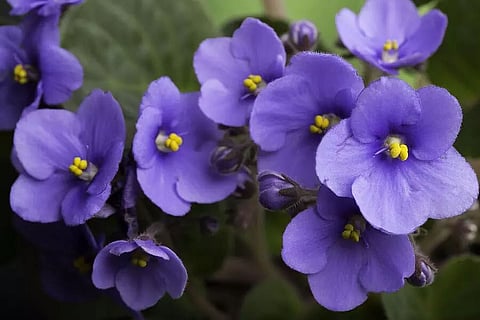 IISER Scientists Discover New Species of African Violet Plant from Mizoram & Nearby Myanmar