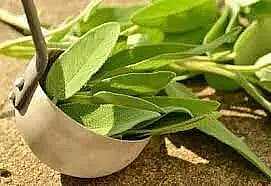 First Phase Study of Herbal COVID Cure Completed in Amaravati