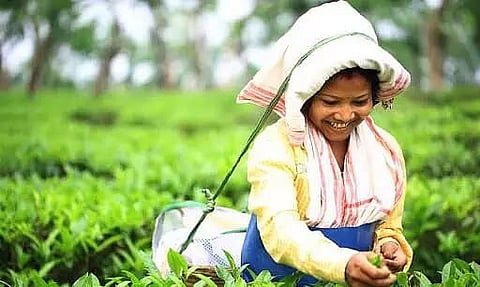 Notification on Enhancing Daily Wage of Tea Workers in Assam by Rs 50 Stands Cancelled