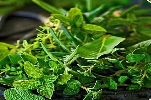 Rajasthan to distribute over 30 crore medicinal plants