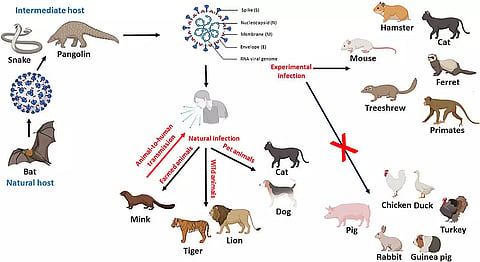 'Less evidence on COVID's animal to human spread'