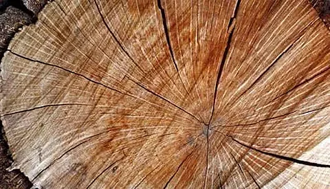 Illegal Timber Cutting Centres Busted in Assam's Barpeta District, Sal Wood Seized