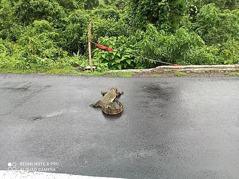 Asian Monitor Lizard knocked down by vehicle dies on NH at Kaziranga National Park
