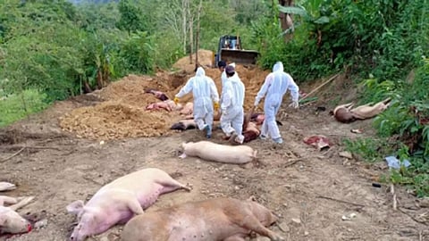 Over 5,000 Pigs Die of African Swine Fever in Mizoram