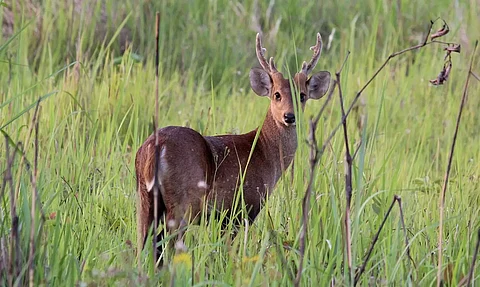 Raimona Becomes Assam's Sixth National Park on World Environment Day