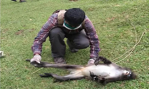 World Environment Day: Time to Save Primates