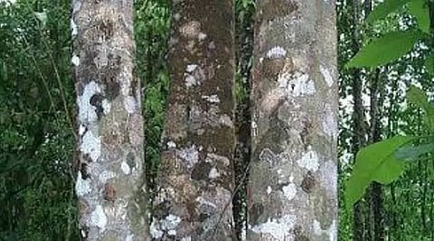 Assam & Tripura Governments Gear up to Promote Commercial Cultivation of Agarwood