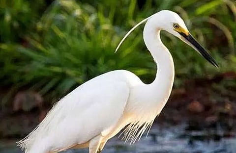 38 Captured Egrets Released in Dora Beel, Rampur