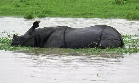 First Wave of Flood Hits Kaziranga National Park, Animals Helpless