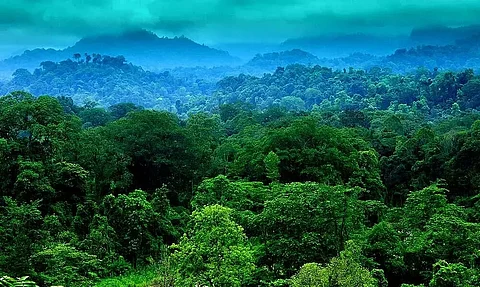 Dehing Patkai Declared Assam's 7th National Park