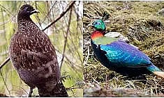 Two Monal Species Spotted Together at Upper Siang District in Arunachal Pradesh