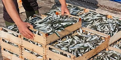 Fish trade hit after COVID bodies dumped in river