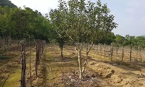 Manipur and Mizoram Harvest Quality Apples with Support from CSIR-Institute of Himalayan Bioresource Technology