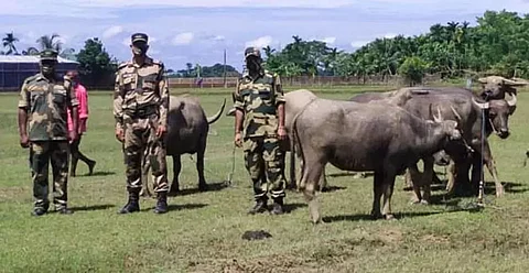 BSF seizes cattle while being smuggled out to Bangladesh