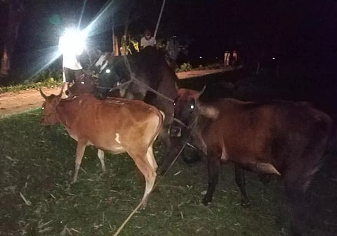 Dhubri Police Seize Over 125 Cattle in Last 10 Days