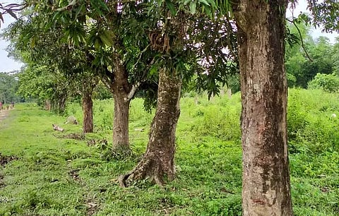 Ayodhya Dhobi, Man Behind Greenery Remains Unsung