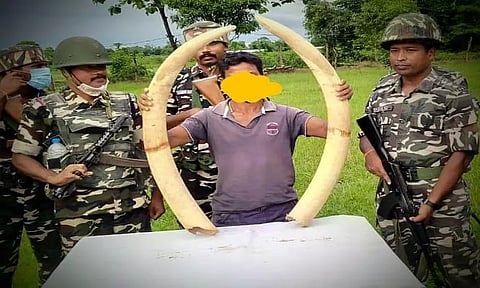 Sashastra Seema Bal seizes elephant tusks in Kokrajhar district
