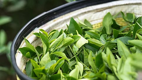 Agriculture income tax: Tea industry calls for a five-year exemption