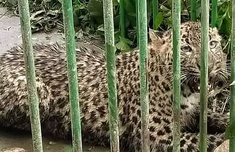 Leopard captured, later released in Golaghat district