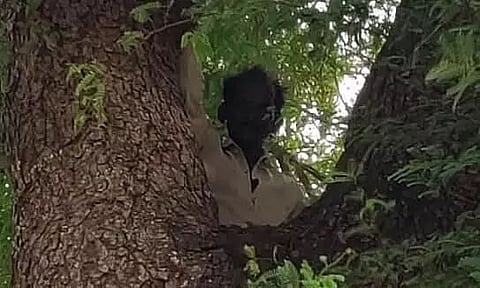 Man Climbs Atop Tree With His Wife's Aadhar Card to Avoid Covid Vaccination