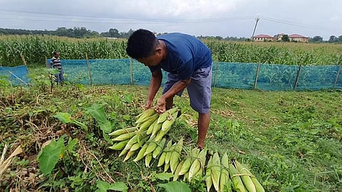 Hybrid Maize Cultivated in 17 Bighas of Land in Dudhnoi, Assam