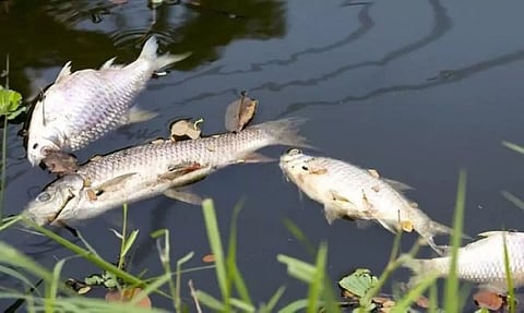 Assam: Hundreds Of Fish Found Dead In Guwahati's Pond due to Dip in Oxygen Level