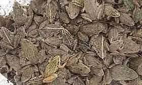 Over 4,000 Live Wild Frogs Rescued in Manipur, 2 Arrested