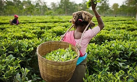 'Exploitation' of workers of TEs under Assam Tea Company decried