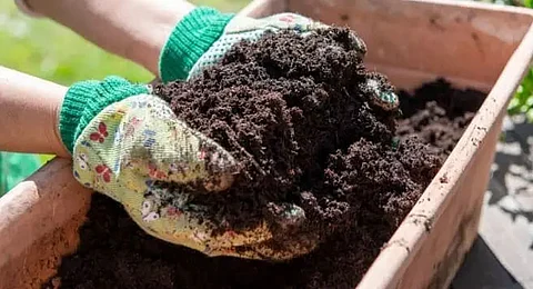 Urea fertilizer scarcity hits Tea estates, planters for early solution in Assam