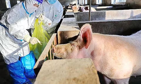 African Swine Fever Kills 9,000 Pigs in 10 Districts of Mizoram