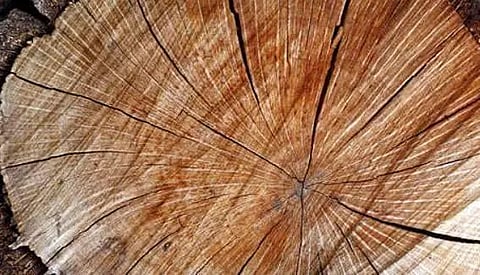 Timber seized by patrolling vehicle of Jalukbari Outpost in Guwahati