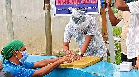Fish lovers can look forward to eating Jayanti Rohu fish this winter in Nagaon