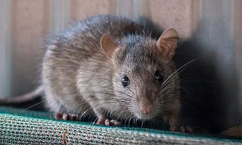 Around 12 Sealed Bottles of Wine Emptied by Rats in an Alcohol Outlet in Tamil Nadu