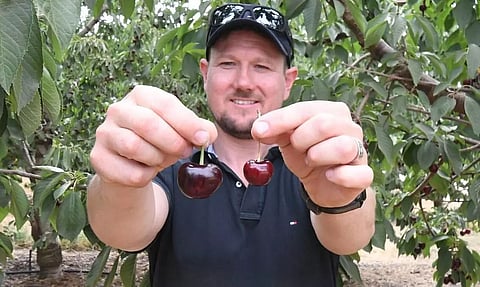 Two Farmers from Italy Grows World's Largest and Heaviest Cherry