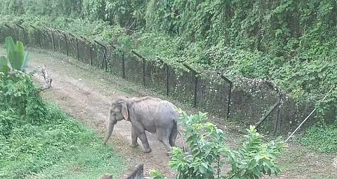 Herd of elephants moves to Bangladesh from Patharia Hills
