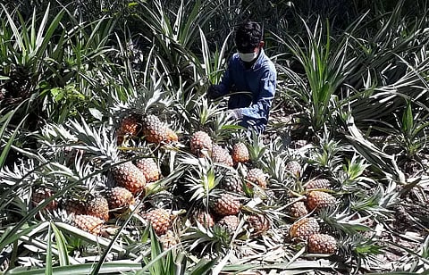 Pineapple farmers of Lakhimpur hit by lockdown
