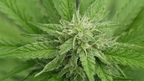 Commissioner Rajiv Verma calls for the destruction of cannabis plants in Lower Dibang