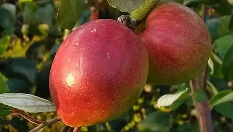 Tripura tribal farmers grow Apple Ber, first in Northeast