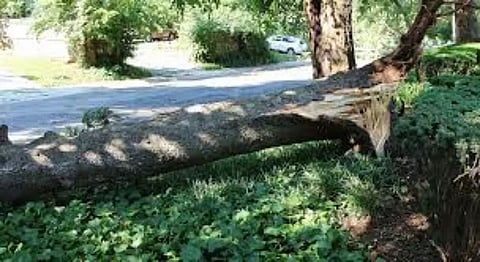 Concern Over the Falling of Endangered Wanton tree in Dima Hasao District, Former Executive Member of NC Hills Autonomous Council submitted a memorandum