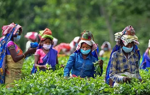 Tea workers in Assam get much less wages to lead a decent living: IIT Bombay & Oxfam India