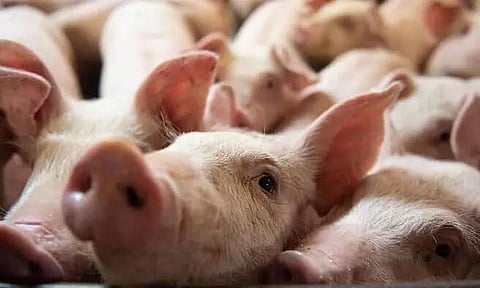 Unlike Cows Nobody Worships Pigs, BJP MP Counters Congress MP's Demand on Pork Ban