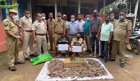 Two held with 12 Tokay Gecko & 12.3 kg Pangolin scales in Bokajan