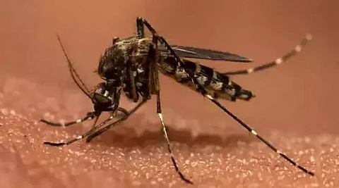 One dies of Japanese Encephalitis in Jamugurihat