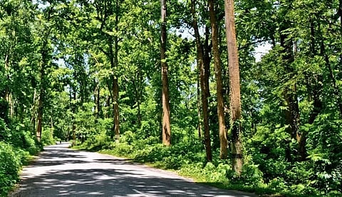 Manpower crunch hits forest office in Digboi division