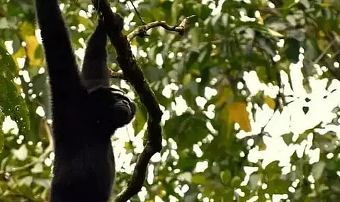 Dihing-Patkai National Park not free from Arunachalese encroachment