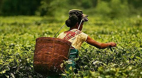 Tea industry in doldrums over daily wage hike