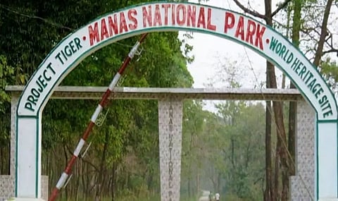 Record rise in tiger population in Manas National Park may cause infighting & deaths: Aaranyak